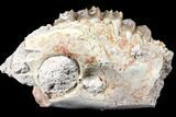Oreodont (Merycoidodon) Partial Maxilla - South Dakota #128141-1